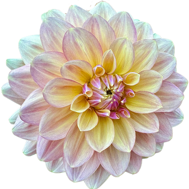 Wyn’s NEW Pastel