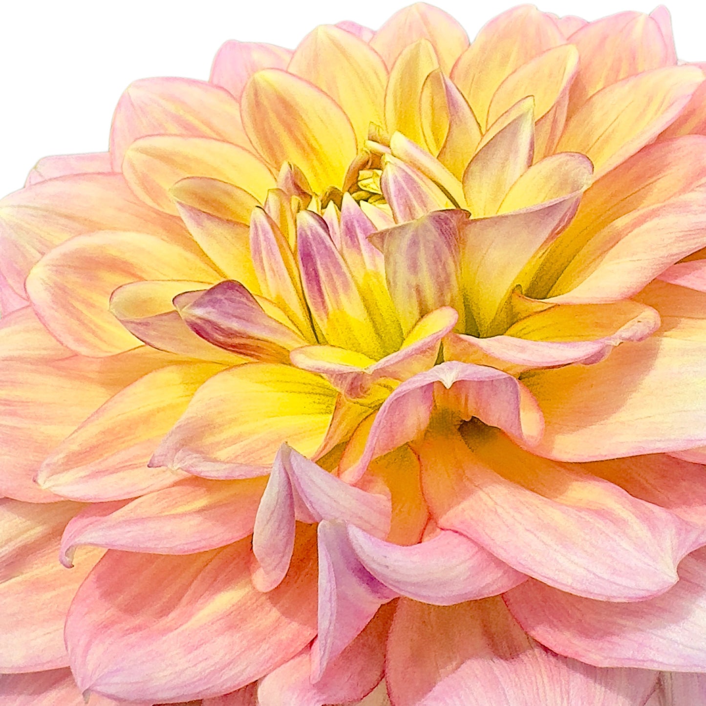 Wyn’s NEW Pastel