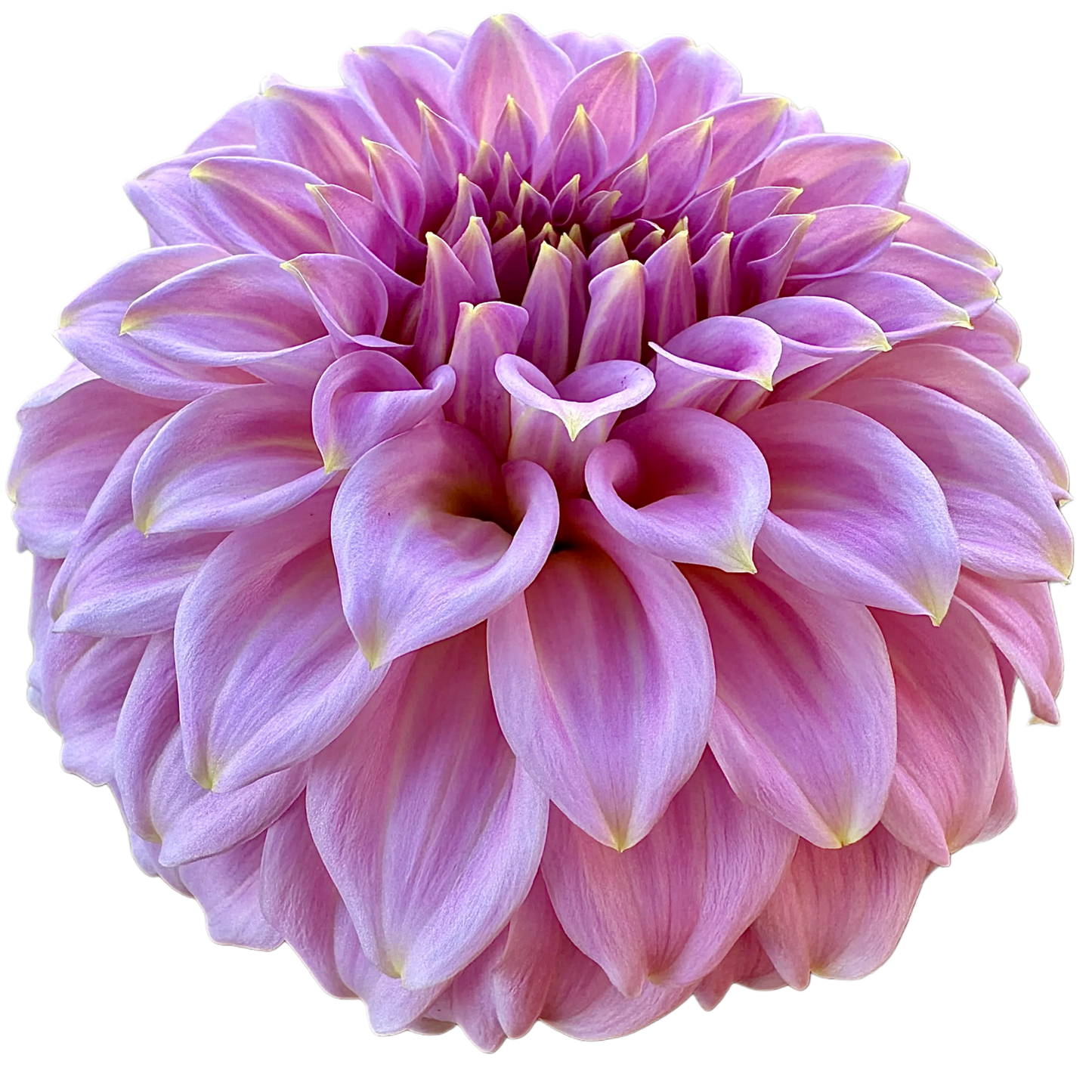 Araluen Leatrice
