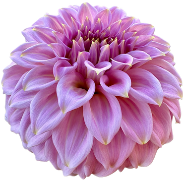 Araluen Leatrice
