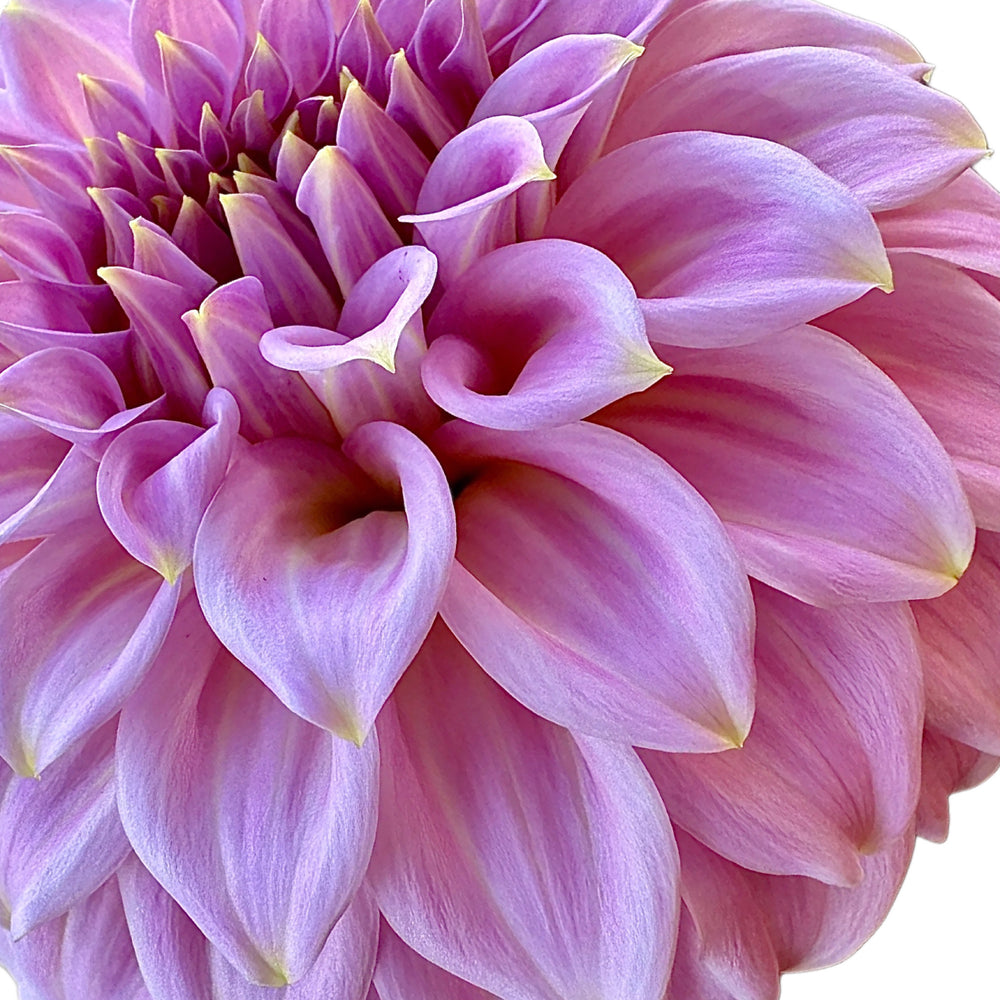 Araluen Leatrice