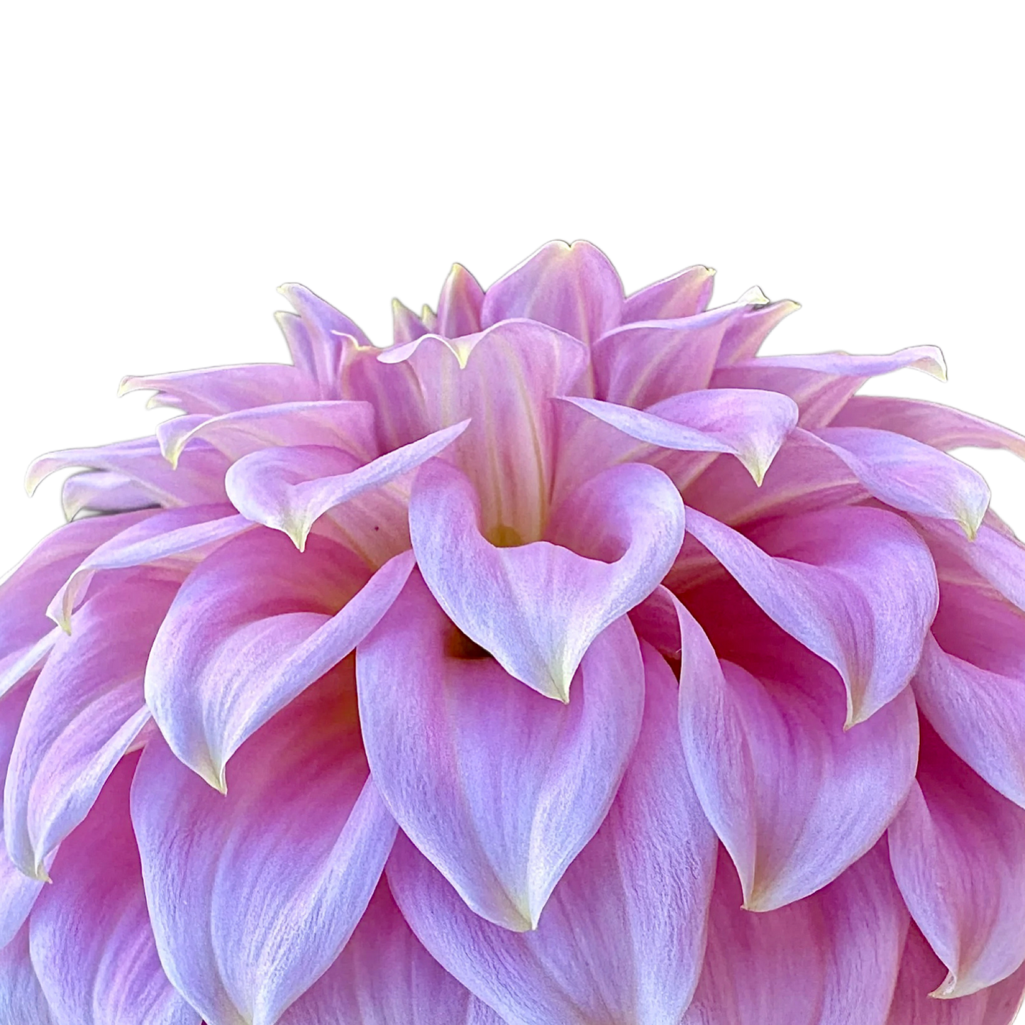Araluen Leatrice