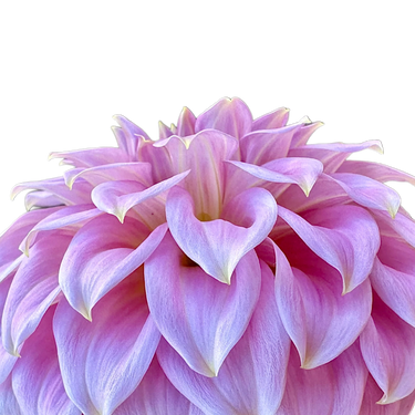Araluen Leatrice