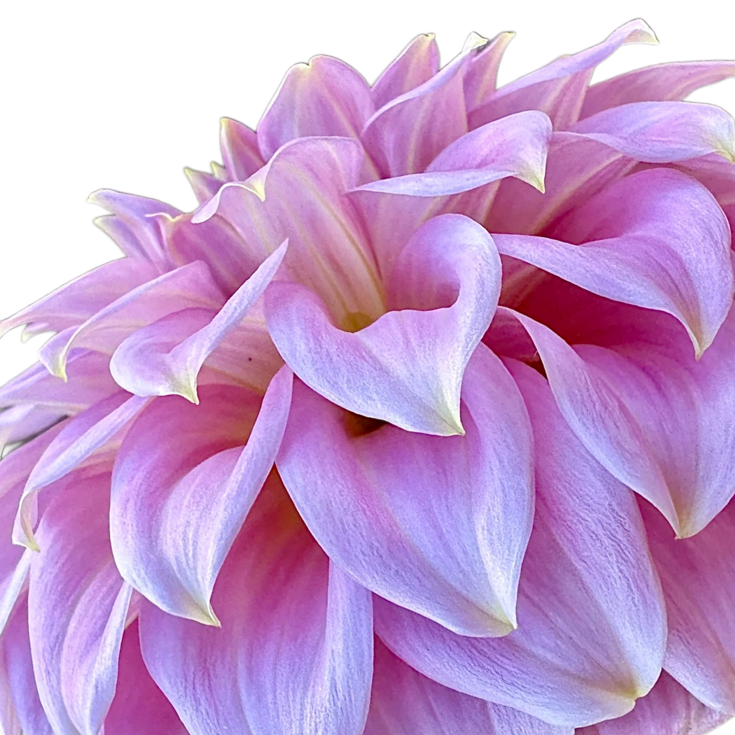 Araluen Leatrice
