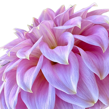 Araluen Leatrice