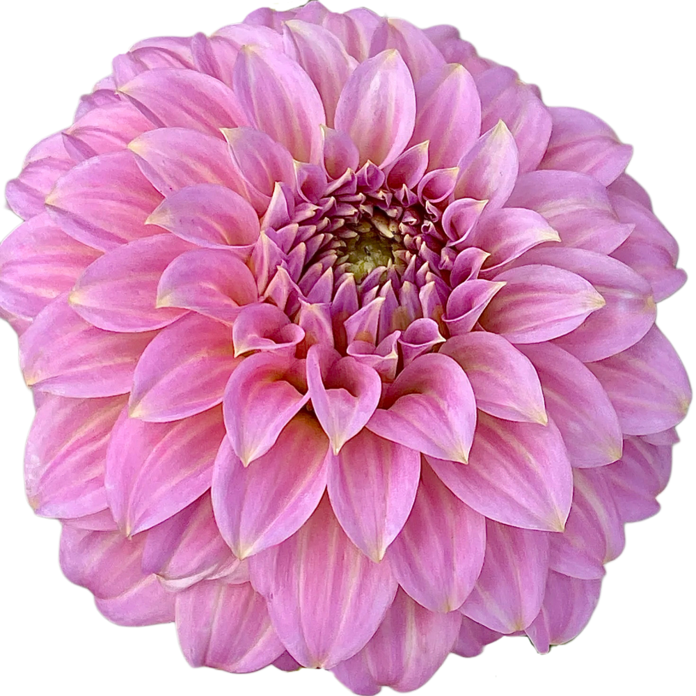 Araluen Leatrice